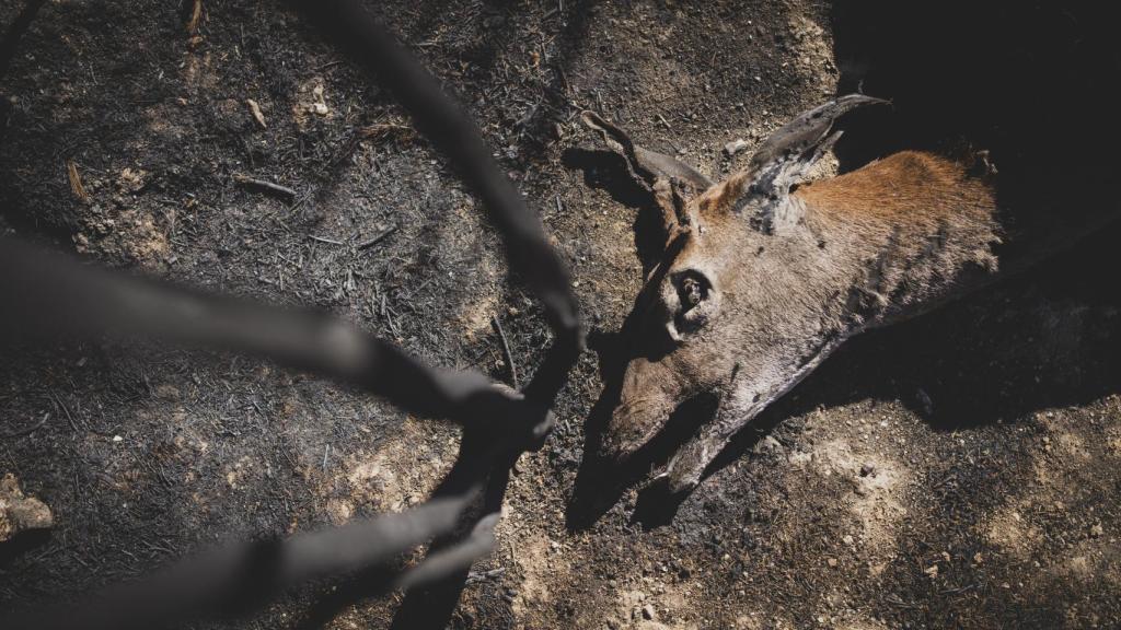 La España calcinada: Nos encerramos en casa para que la Guardia Civil no nos echara de nuestro pueblo y poder luchar contra el fuego.