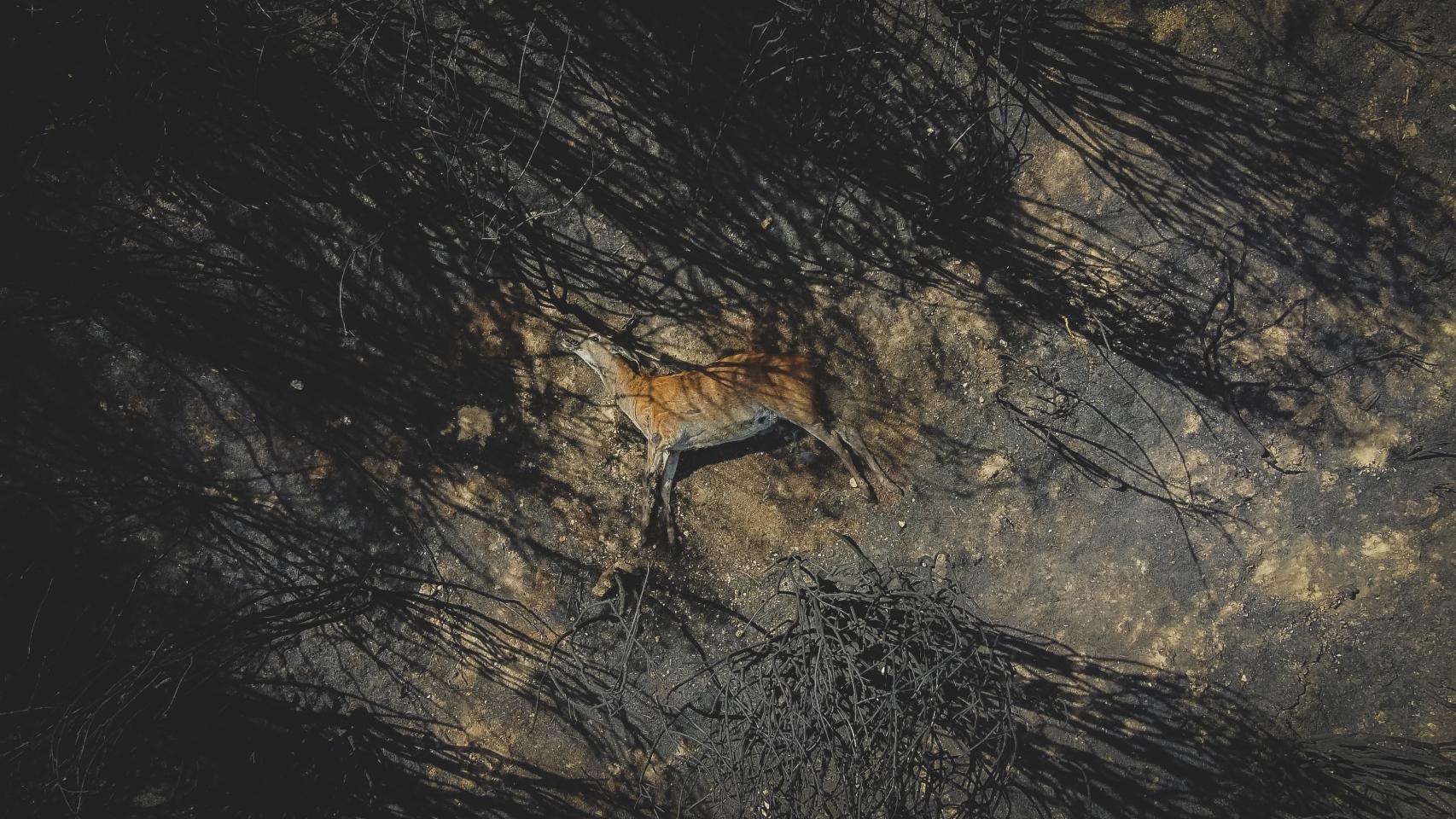 Sierra de la Culebra: De la España vaciada a la España calcinada