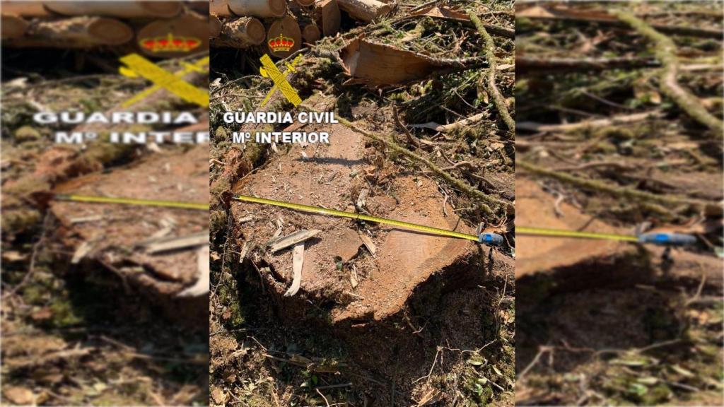 Uno de los árboles talados.