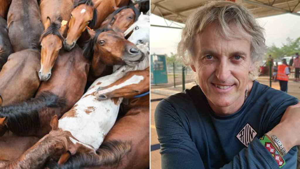 Jesús Calleja, un ‘aloitador’ más en la Rapa das Bestas de Sabucedo (Pontevedra)