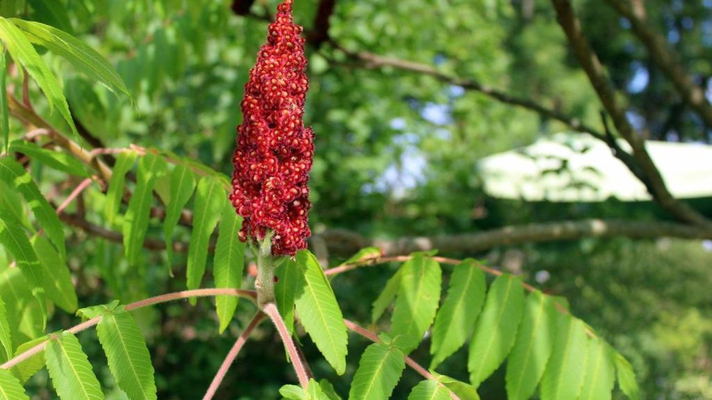 Sus pequeños frutos rojos lo hacen reconocible a simple vista.