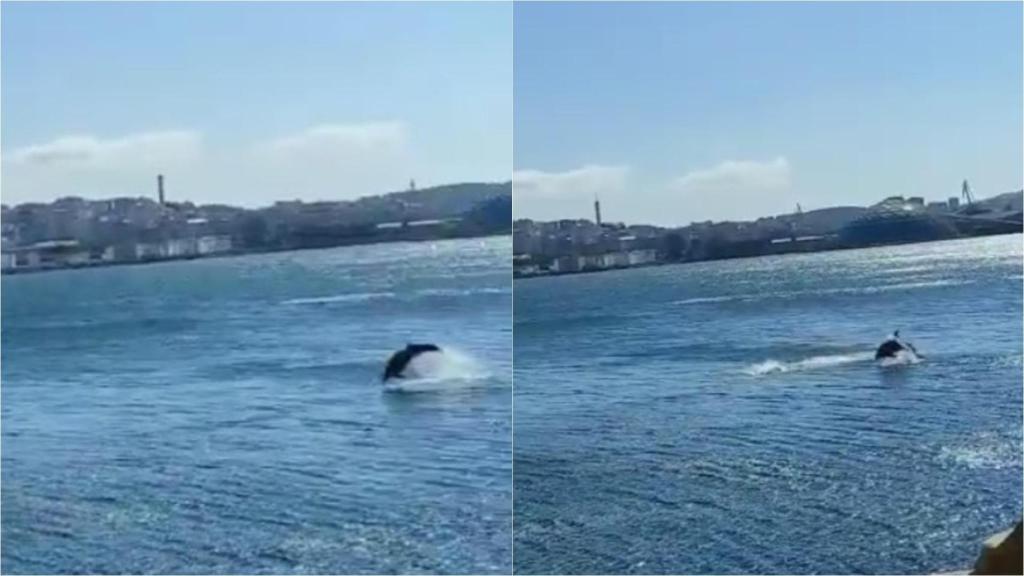 Los delfines que ayer se vieron en el dique de A Coruña.