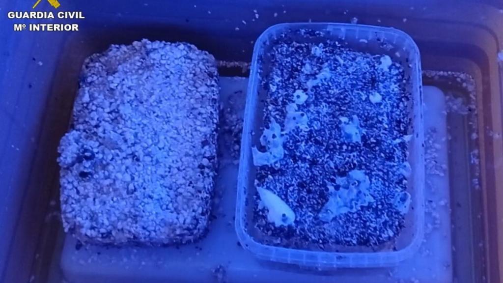 Uno de los cultivos de setas hallados en la vivienda en Torrevieja.