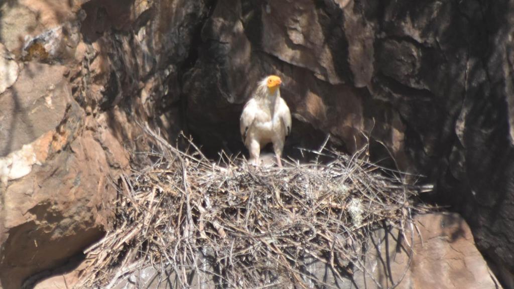 El alimoche o quebrantahuesos, al acecho en los agujeros de las fallas