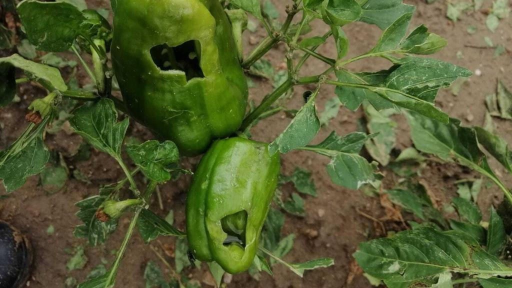 Pimientos destrozados