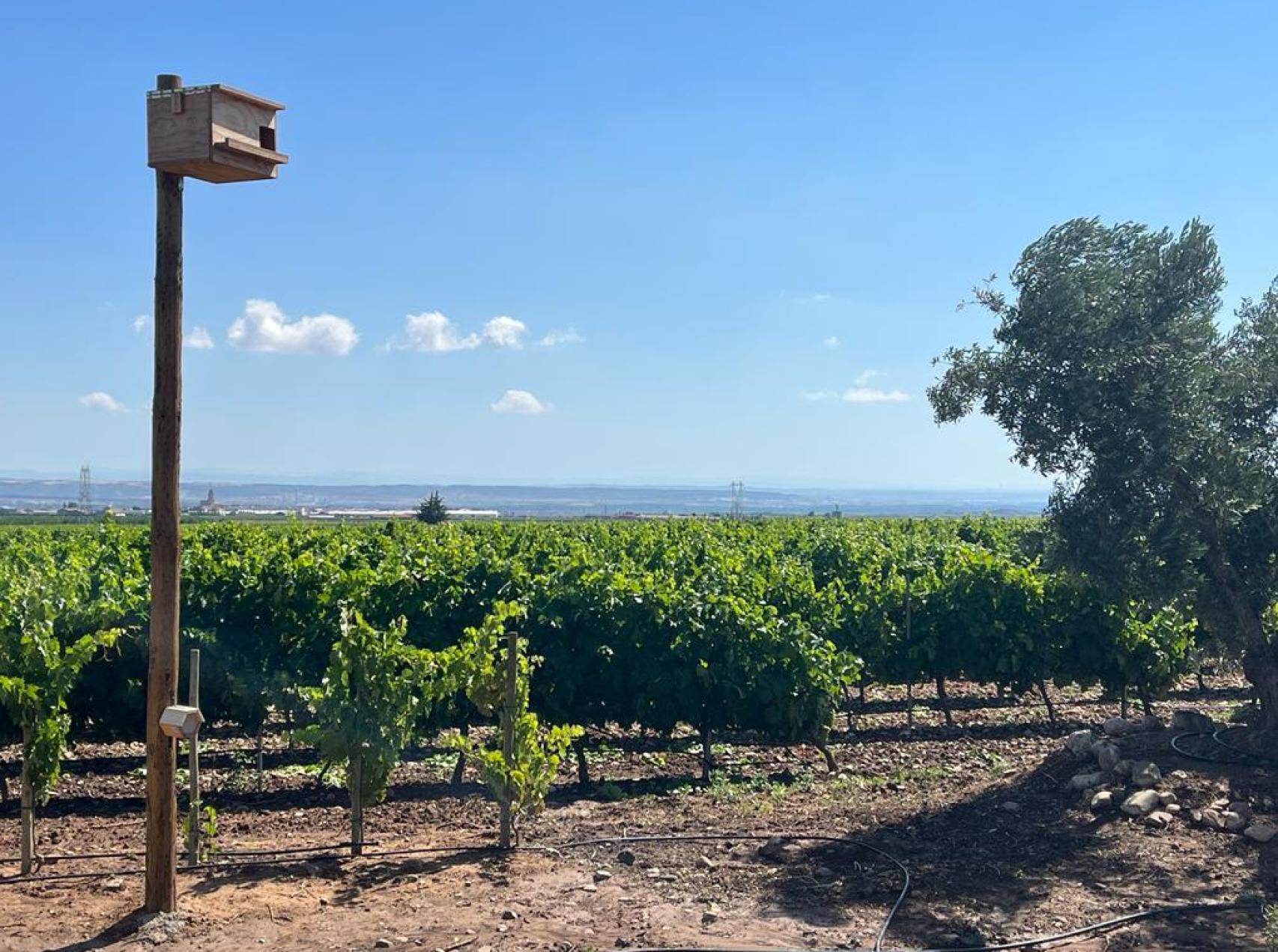 Imagen de una de las cajas nido de la finca El Tordillo, en Aldeanueva del Ebro.