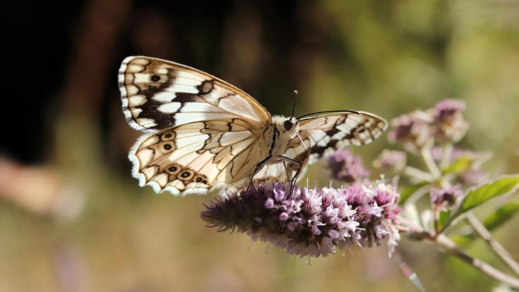 El curso mostrará la fauna y la flora de la Cordillera Cantábrica
