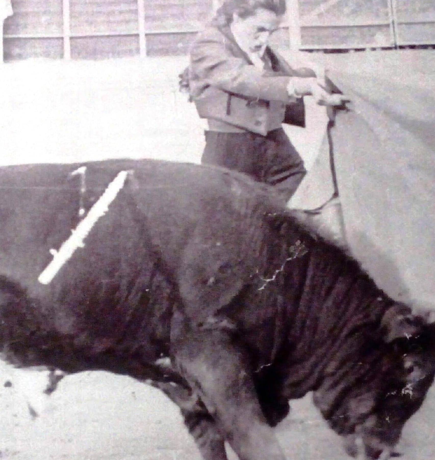 En Torresandino (Burgos) estoqueó su primer becerro