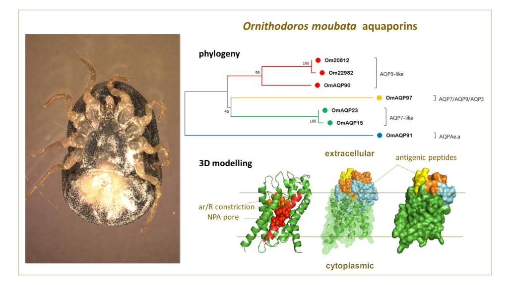 El IRNASA-CSIC ha realizado un estudio estructural, tridimensional e inmunogénico de las acuaporinas y ha concluido que, para convertir las acuaporinas en dianas vacunales, lo más apropiado es diseñar péptidos inmunogénicos