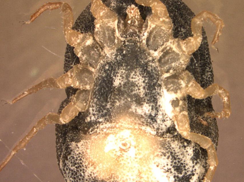 Ejemplar de 'Ornithodoros moubata'