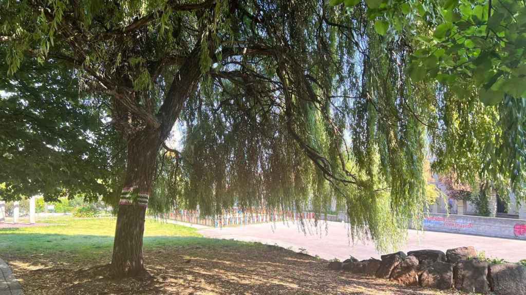 Uno de los árboles del parque García Picher de Vigo.