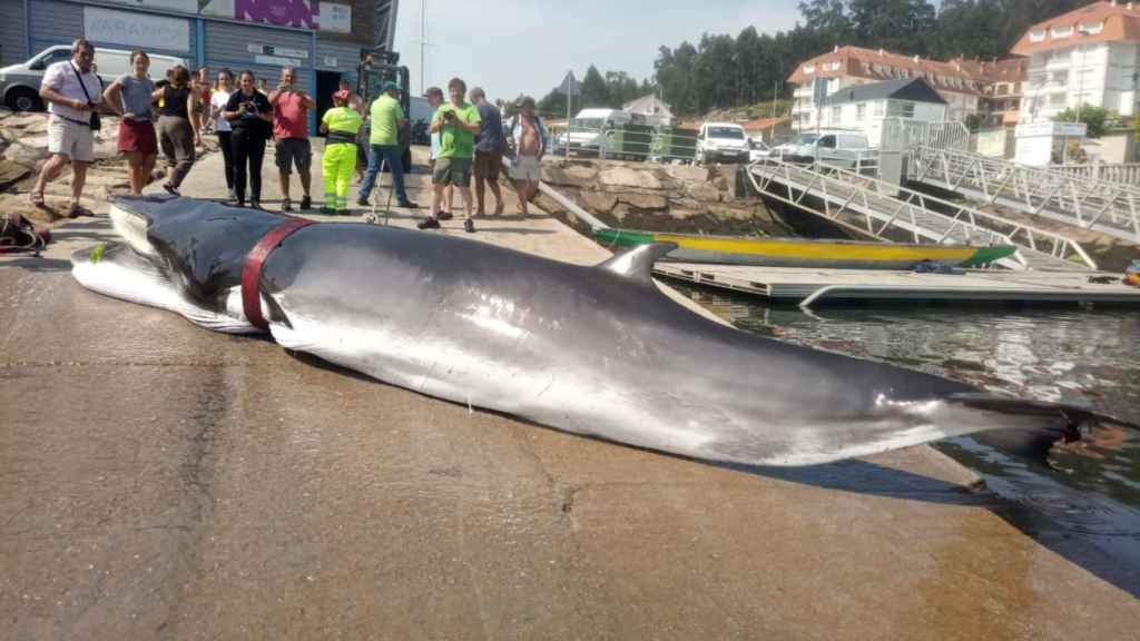 Cadáver de la ballena varada en Combarro (Pontevedra).
