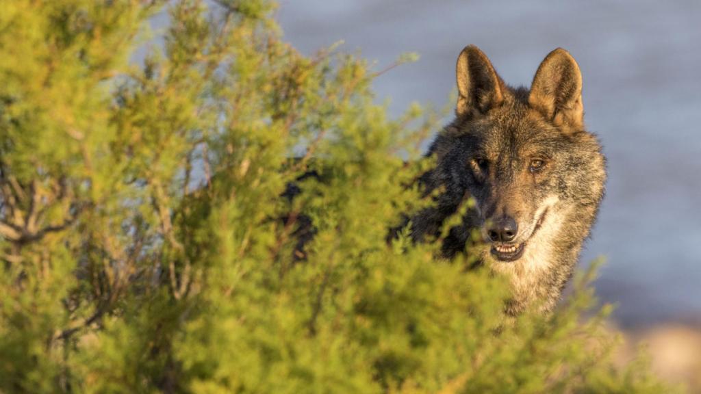 Imagen de archivo de un lobo ibérico.