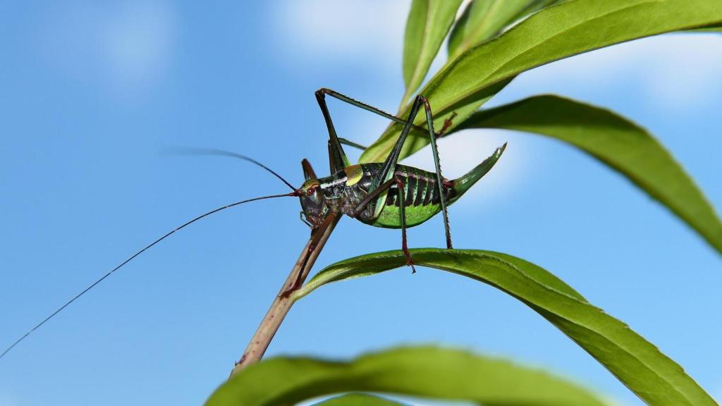 Por qué cantan los grillos cuando hace calor