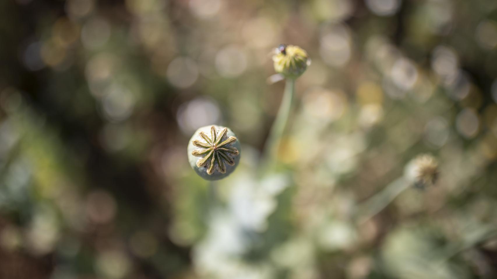 La ruta del negocio oculto del opio en España