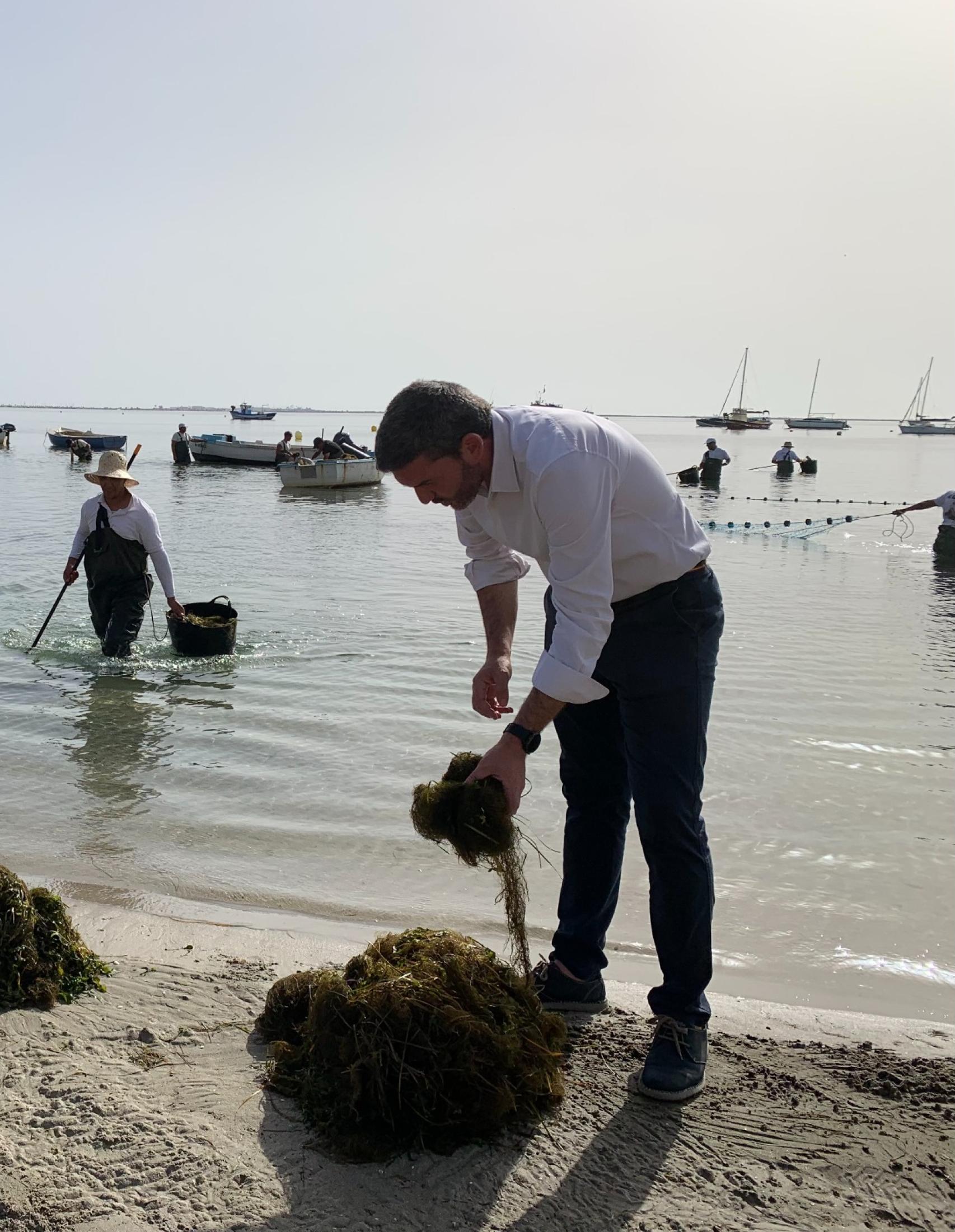 El consejero recogiendo algas en el Mar Menor.