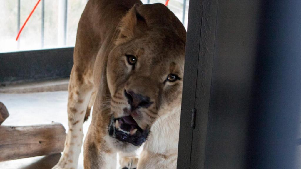 Ruru, después de un largo viaje desde Kiev a Villena.