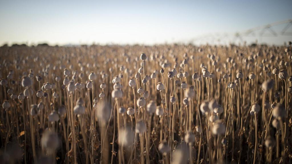 Un campo de adormidera seca lista para su recolecta.