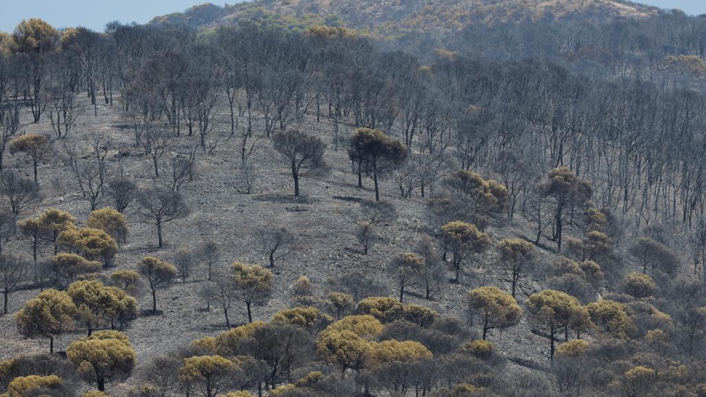 El desastre tras el incendio en Alhaurín el Grande, en Málaga, a 17 de julio de 2022.