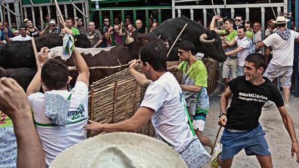 Una edición de 'bous al carrer' en Pedreguer, en imagen de archivo.