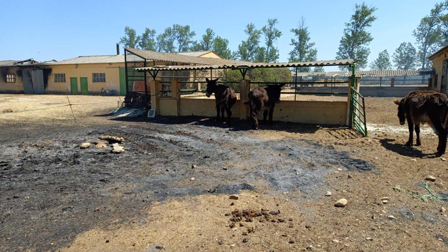 Estado del centro de reproducción asnal en Santa Croya de Tera tras el incendio