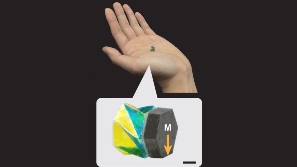 Así son los microrobots que transportan medicamentos.