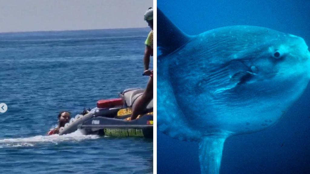 El rescate del pez luna.