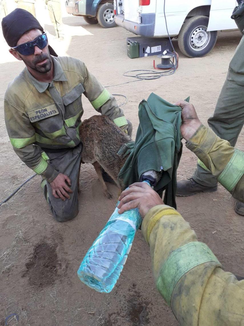La cuadrilla da de beber al corzo