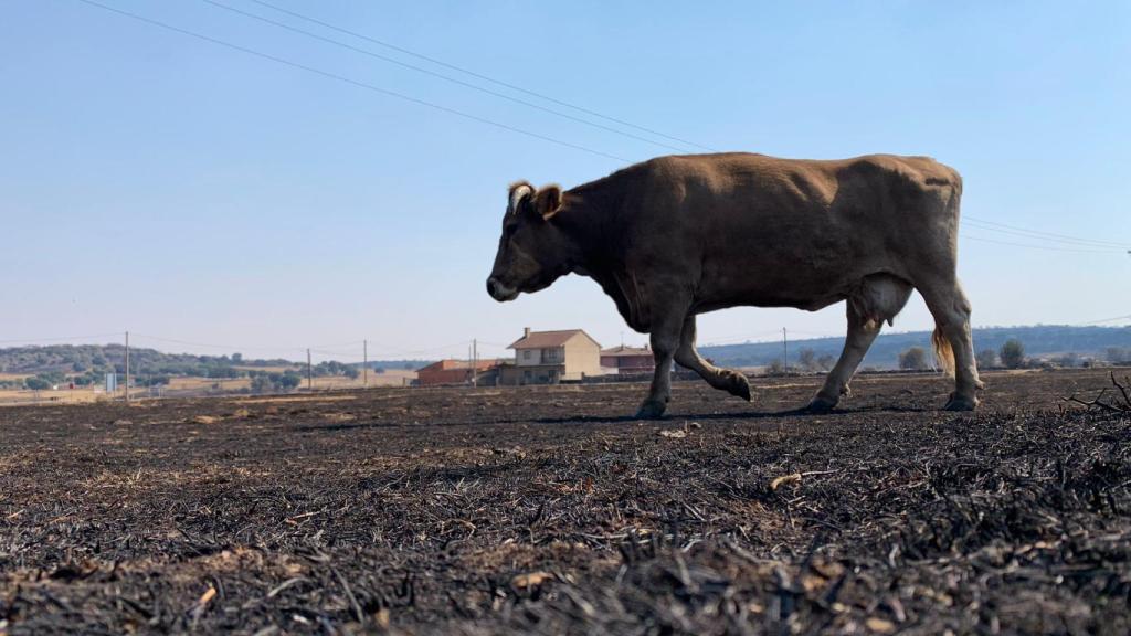 Una vaca pasea por las cenizas del incendio en San Martín de Tábara