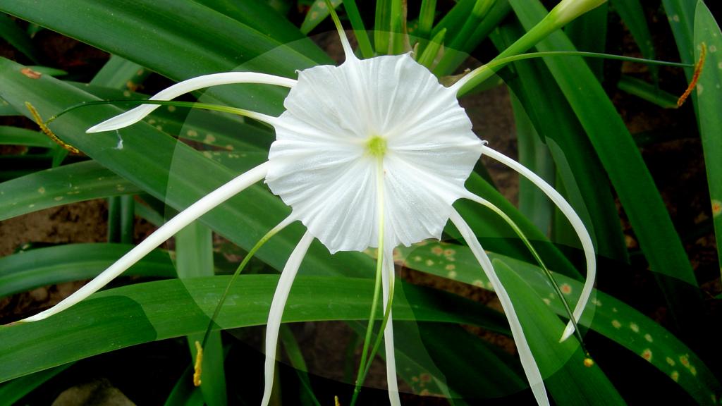 Una de las fotografías de 'Cien flores de Asia', 2015-2022, de Marisa González