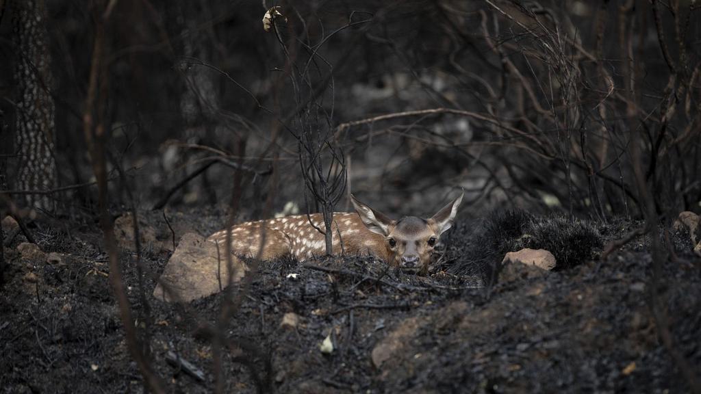 Un ciervo descansa entre la tierra calcinada y las cenizas en Villardeciervos, Zamora