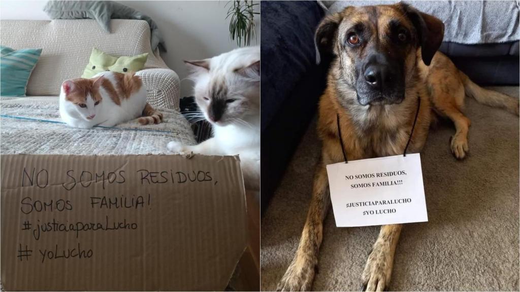 Campaña #Justiciaparalucho, lanzada por Gatocan.