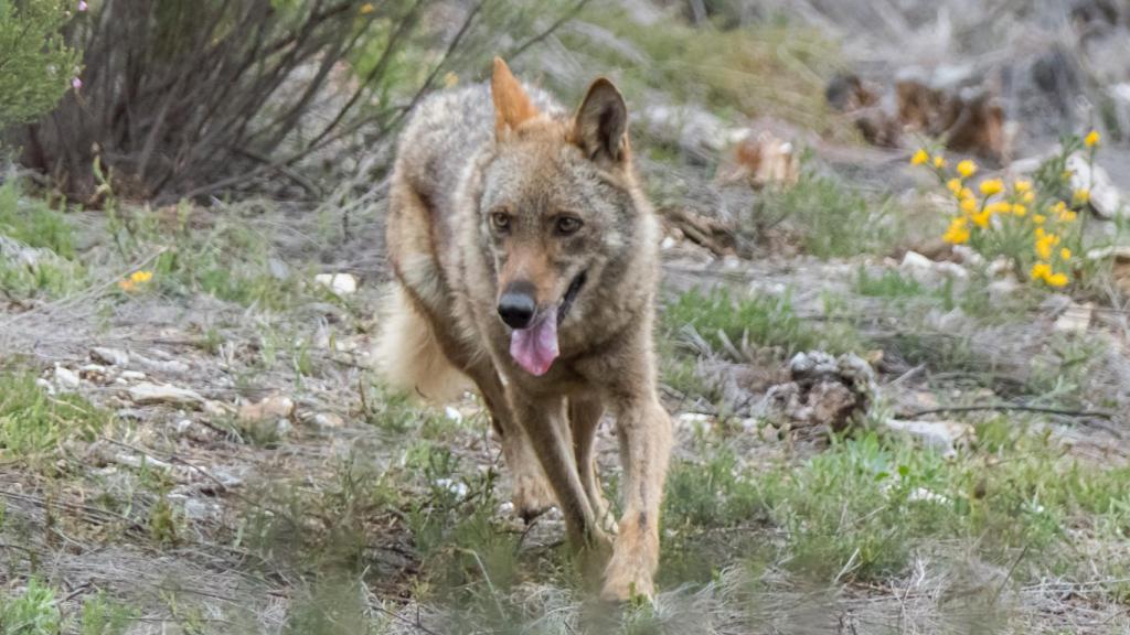 Un lobo en un bosque