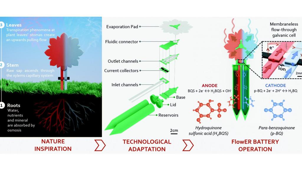 Evolución del concepto de batería FlowER desde la inspiración, que se encuentra en el transporte de líquidos en las plantas, hasta un prototipo operativo. FUENTE: Energy & Environmental Science.