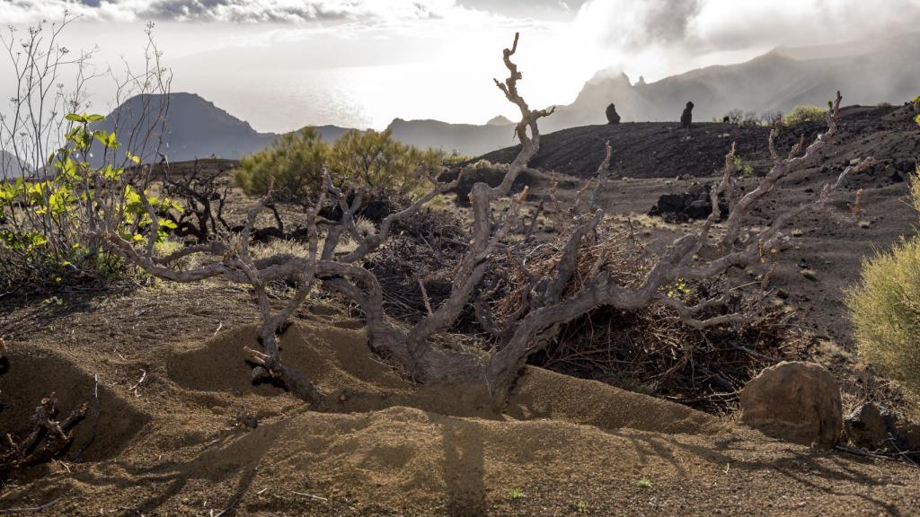 Las Arenas, Tenerife