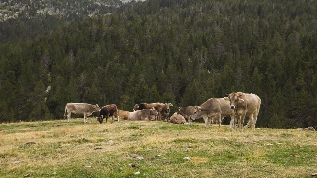El pasto de ganado vacuno contribuye a evitar la devastación de los incendios.