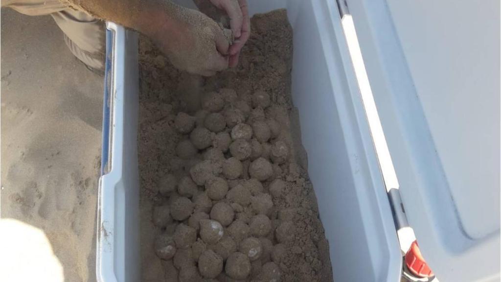 Los huevos depositados en Guardamar.