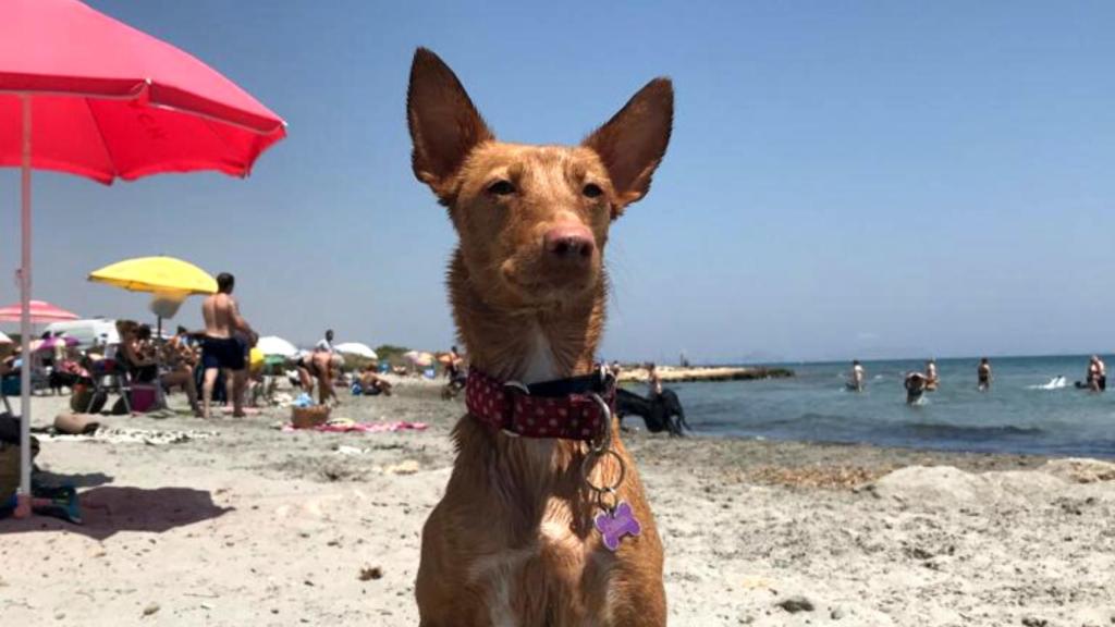 La perrita Carmen, de Alicante Pet Friendly, en la Caleta dels Gossets de Santa Pola.