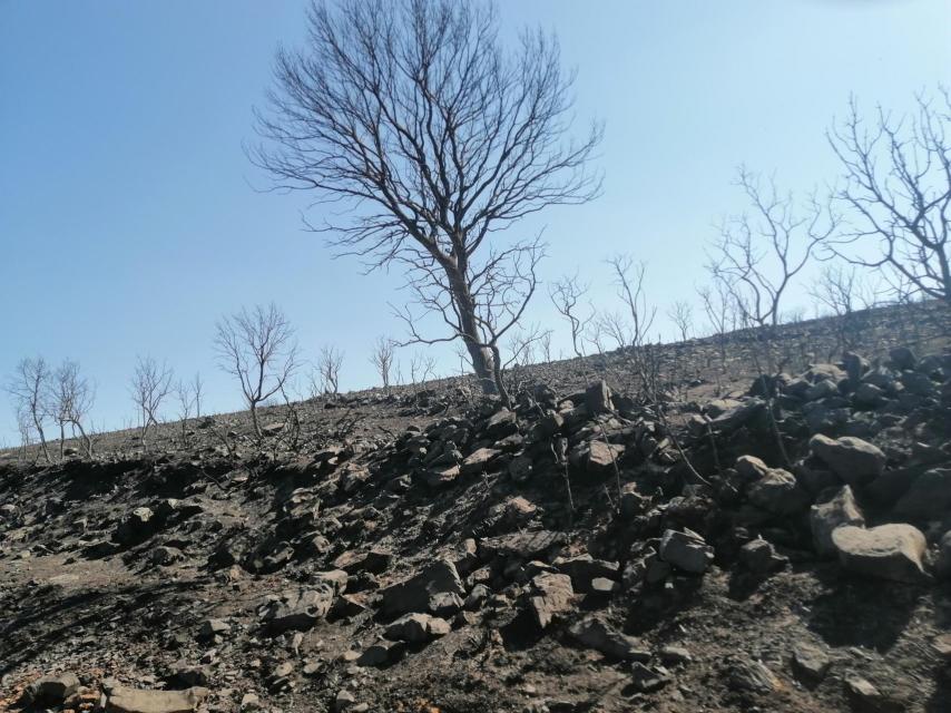Imagen tras el incendio de la Sierra de la Culebra