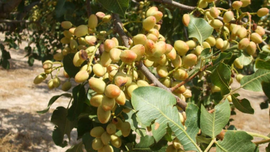 Cultivo de pistachos.