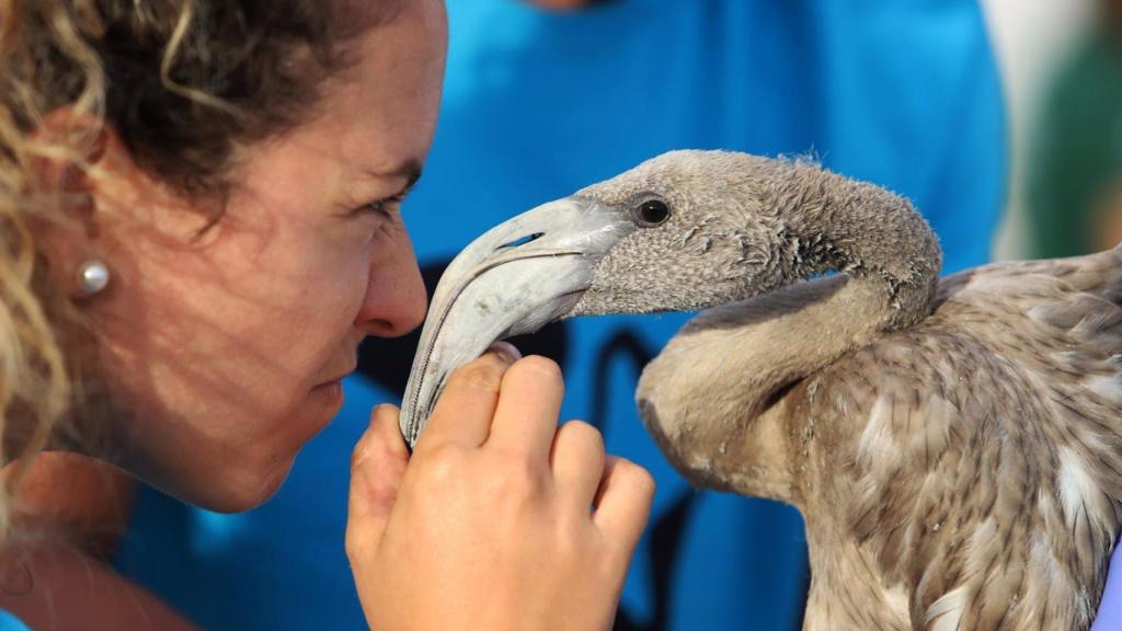 Una voluntaria con un flamenco.