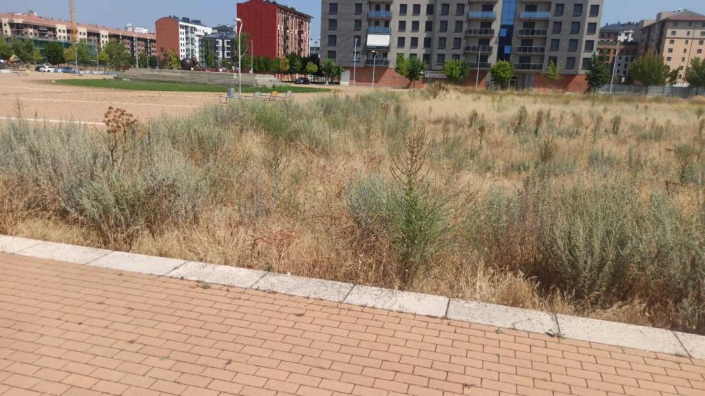 Hierbas que crecen entre las baldosas