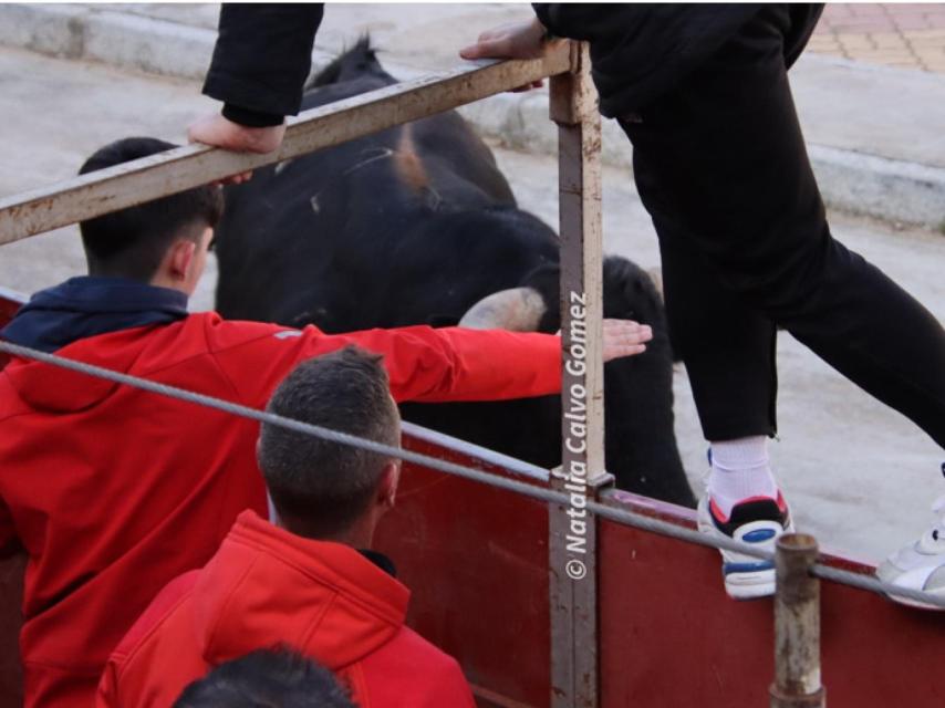 Suelta de toros desde cajón en Siete Iglesias de Trabancos