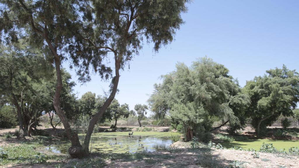 Una de las charcas recuperadas en el Clot.