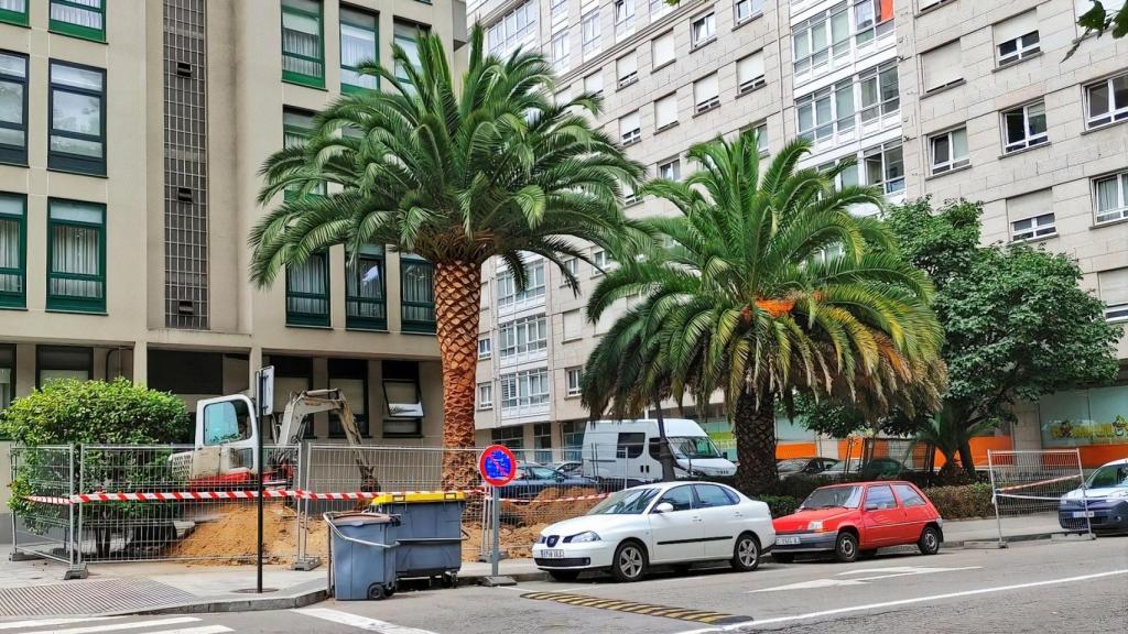 La palmera que los operarios retiran de O Ventorrillo para llevar a la Marina.