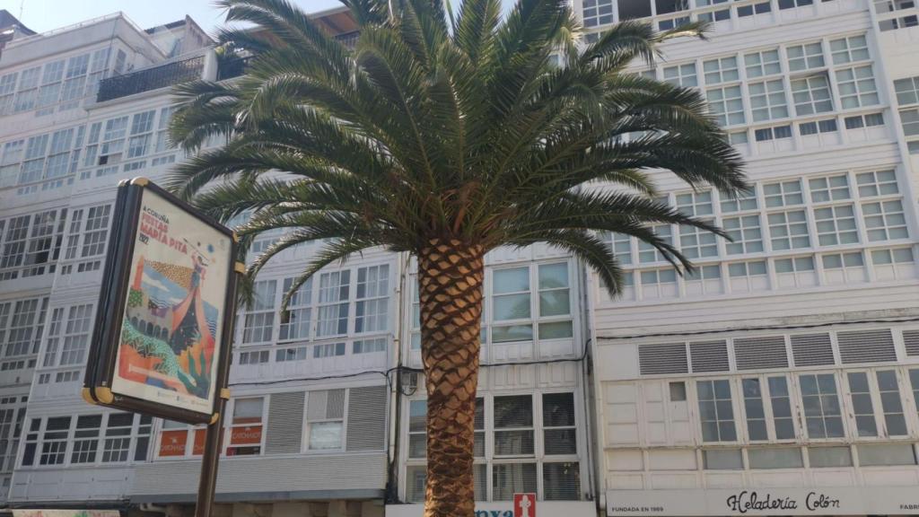 La palmera en La Marina.