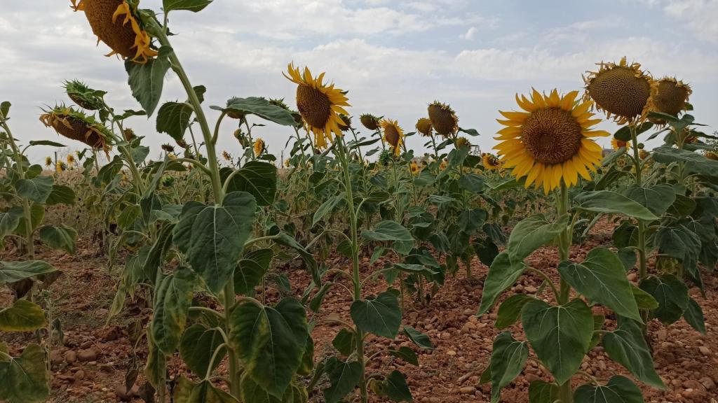 Cultivo de girasoles en la provincia de Valladolid