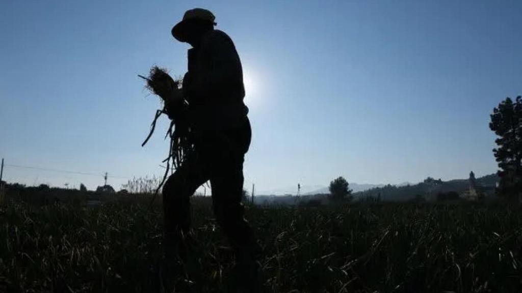 Una jornalera trabajando en una finca.