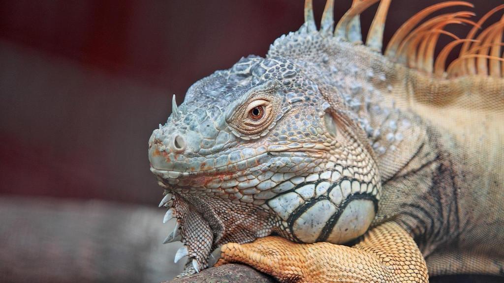 Iguana, una de las especies que temen recibir los zoos en avalancha. EE