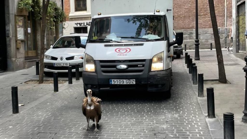 El ave, antes de ser rescatada.